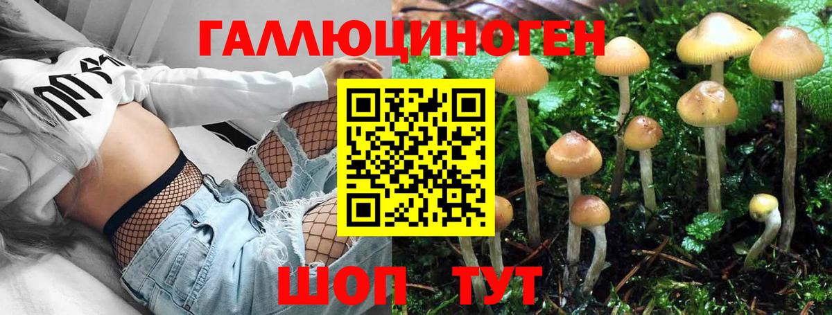 Псилоцибиновые грибы Psilocybine cubensis Арзамас